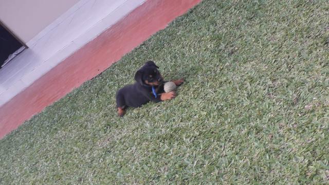 Filhotes de rottweilers - Foto 4