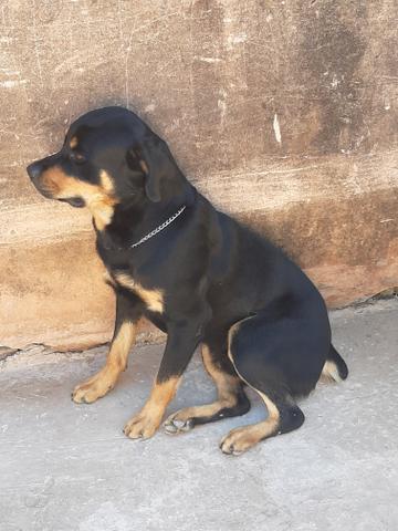 Cachorro hottwailler procura namorada - Foto 5