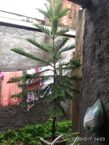 Pinheiro grande - Foto 2