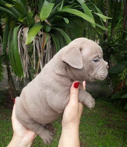 Filhotes de American Bully Pocket