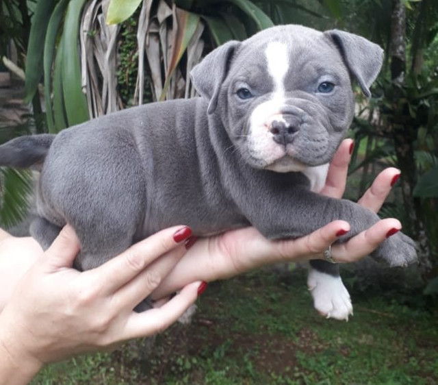 Filhotes de American Bully Pocket - Foto 2