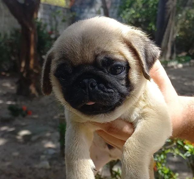 pug - filhote com 4 vacinas, pedigree incluso, com garantia. Em ate 12 x sem juros.