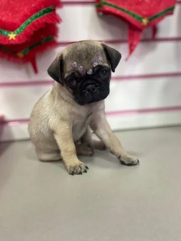 Filhote Pug Fêmea 