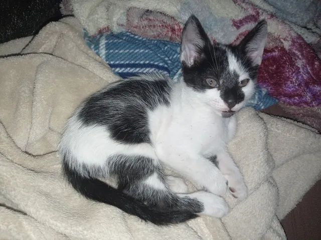 gatinho doação  - Foto 2