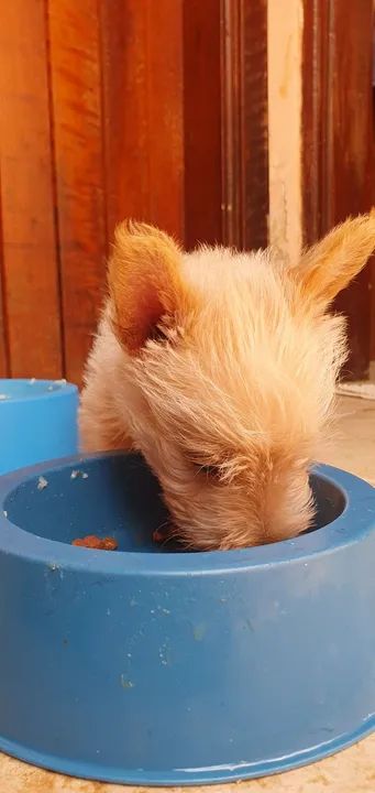 Filhote scottish terrier macho com pedigree, 48 dias. Faço em ate 18x no cartao - Foto 4