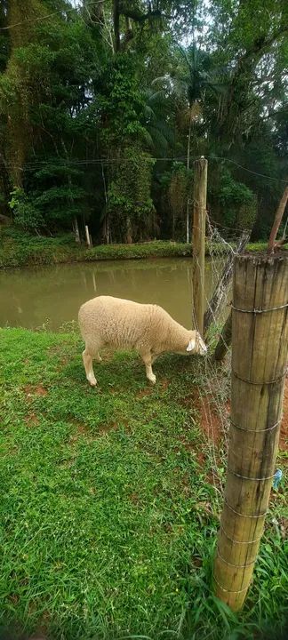 Ovelha carneiro borrego - Foto 2