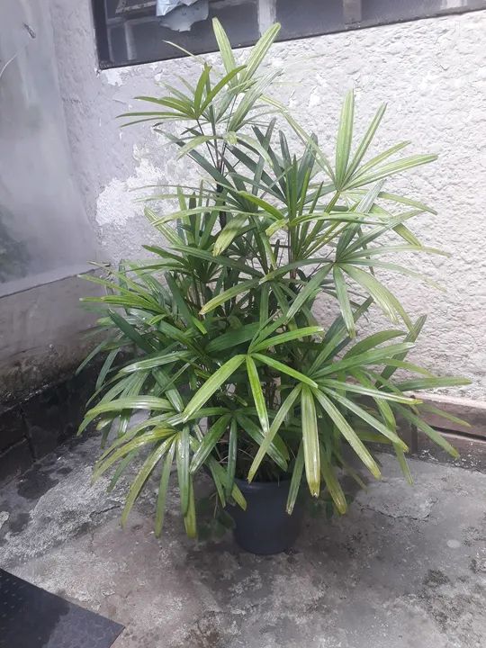 Palmeira Ráfia  - Foto 2