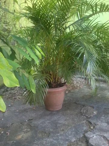 vendo  coquerinho de jardim