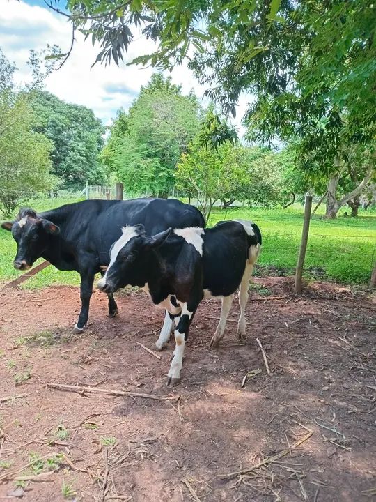 Vendo 2 bezerros machos