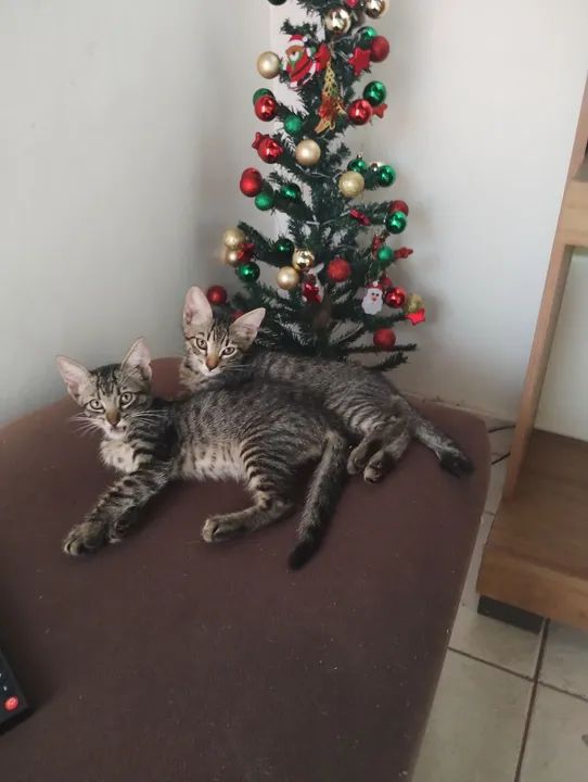 Dois gatinhos fofinhos para adoção - Foto 2