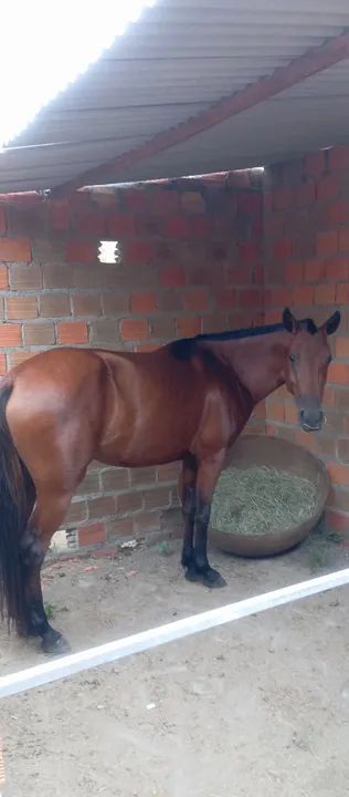 Cavalo. Égua mangalarga  - Foto 3