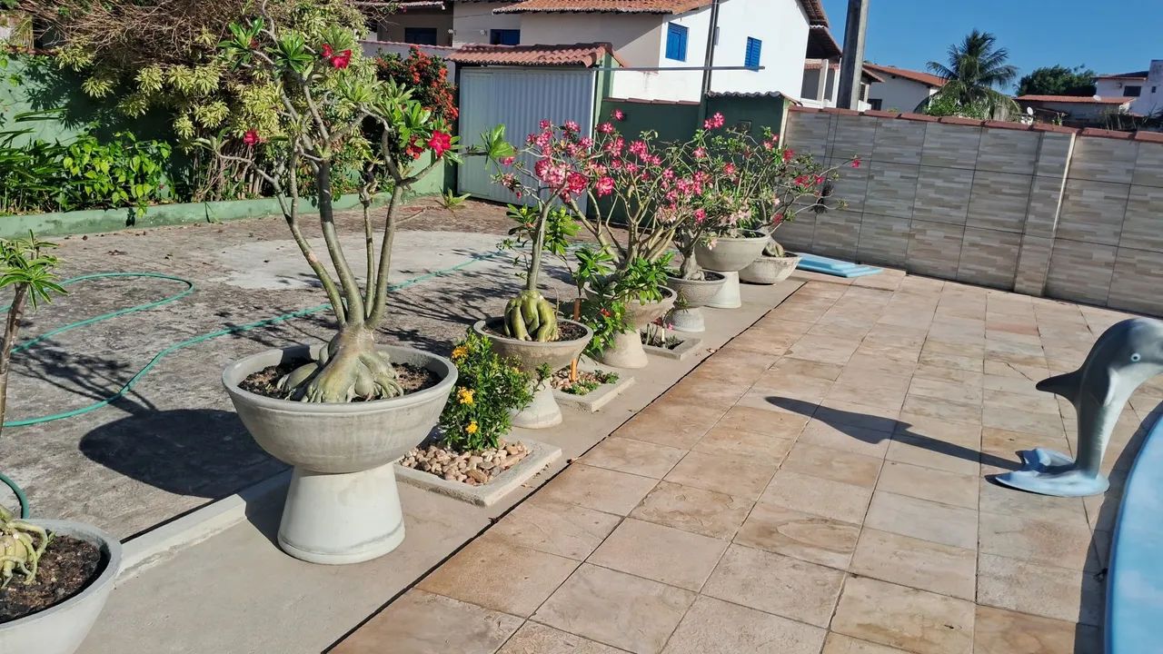 Adenium obesum - Rosa do Deserto - Foto 3