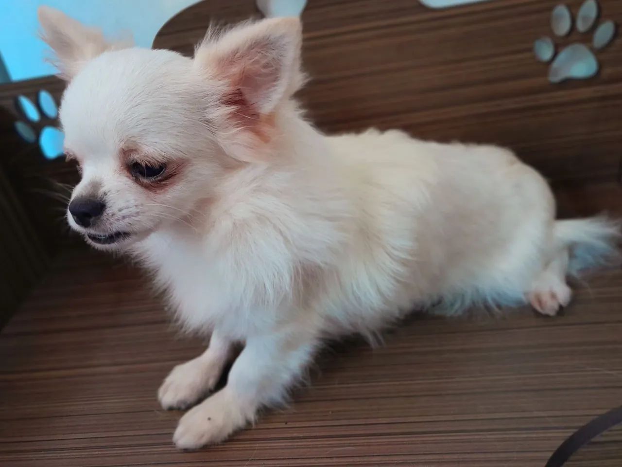 Chihuahua macho peludo - Cachorros e acessórios - Lagoa de Jacaraípe, Serra  1315410122 | OLX