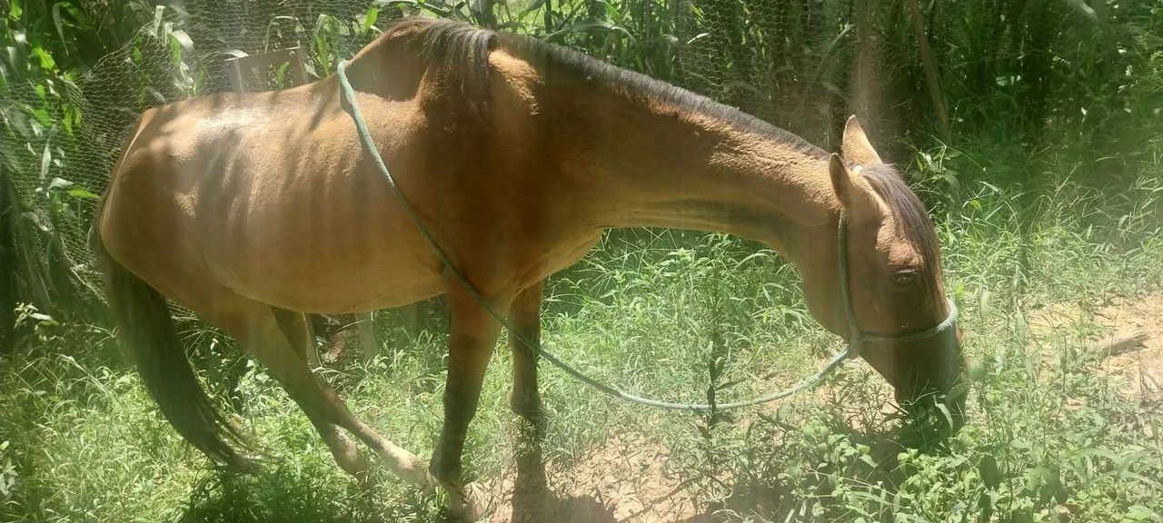 Egua super mansa - Foto 4