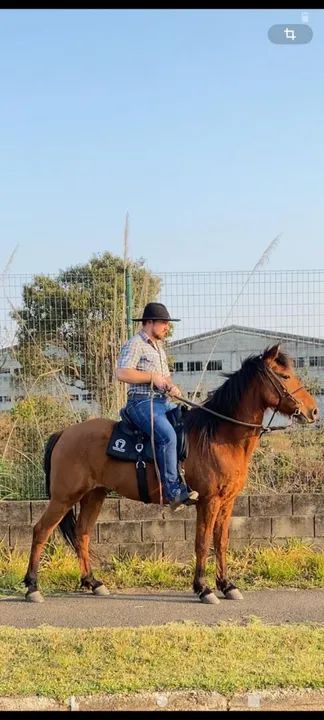 Cavalo marchador a venda - Foto 2