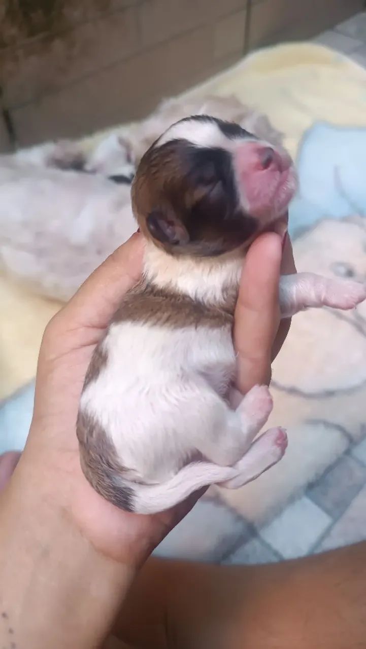 Filhote de cachorro - Foto 2