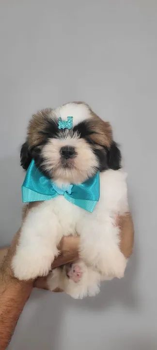 Shih-tzu Macho 