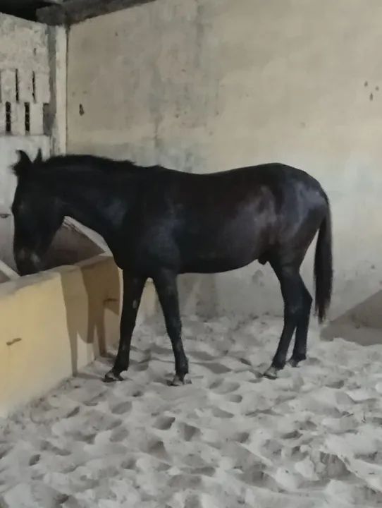 Burro Preto ' já é o menor preço ' - Foto 5