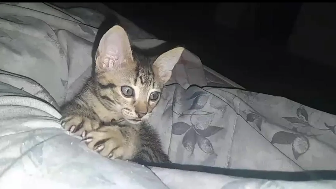 Gatinho lindo e charmoso