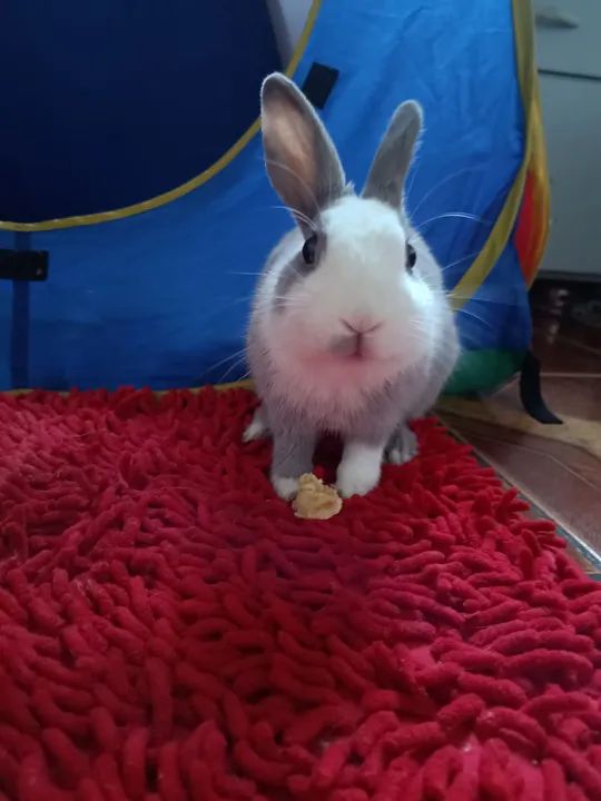 Mini coelho para venda!