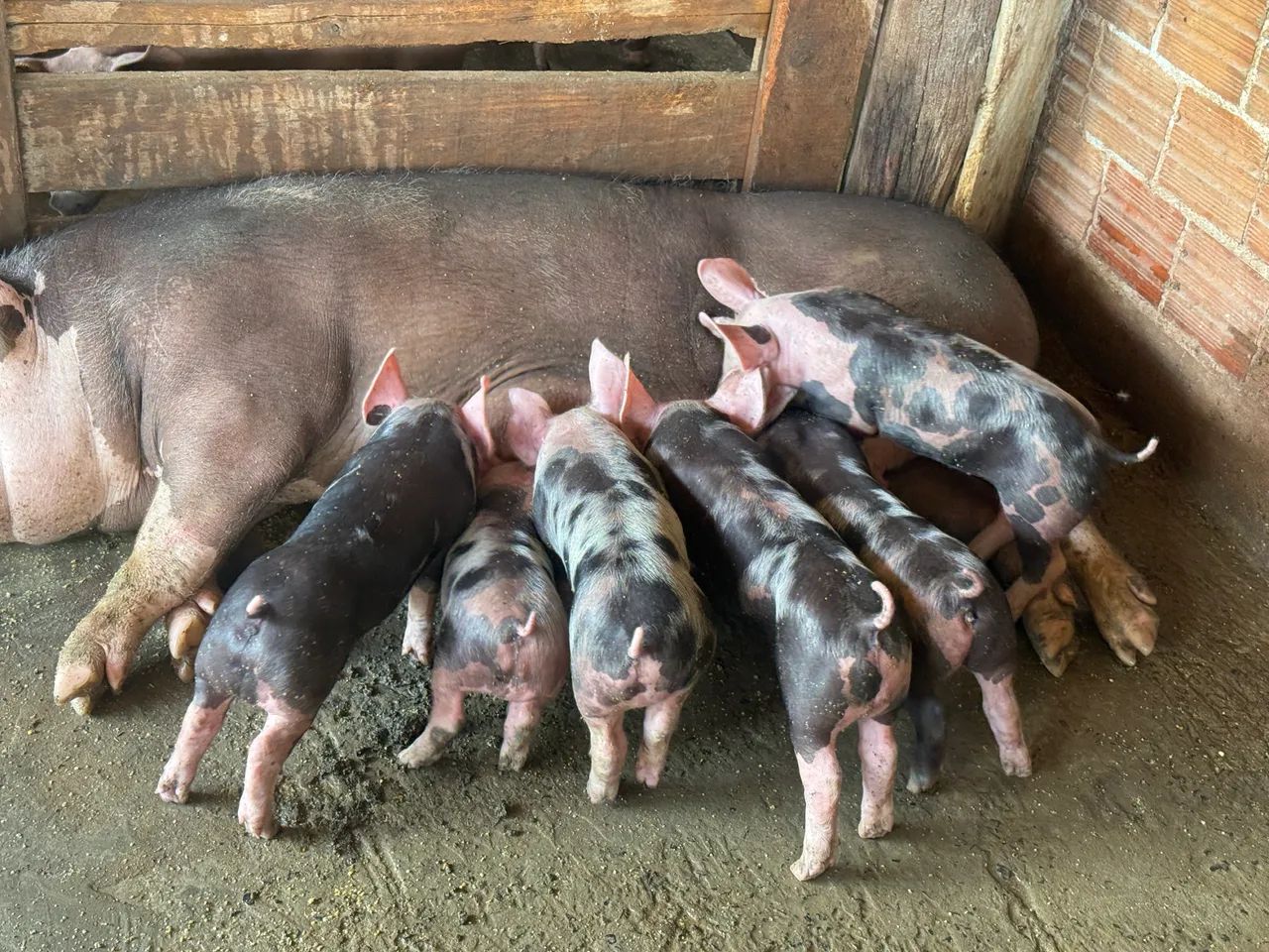 Leitoes pietrain  - Foto 2