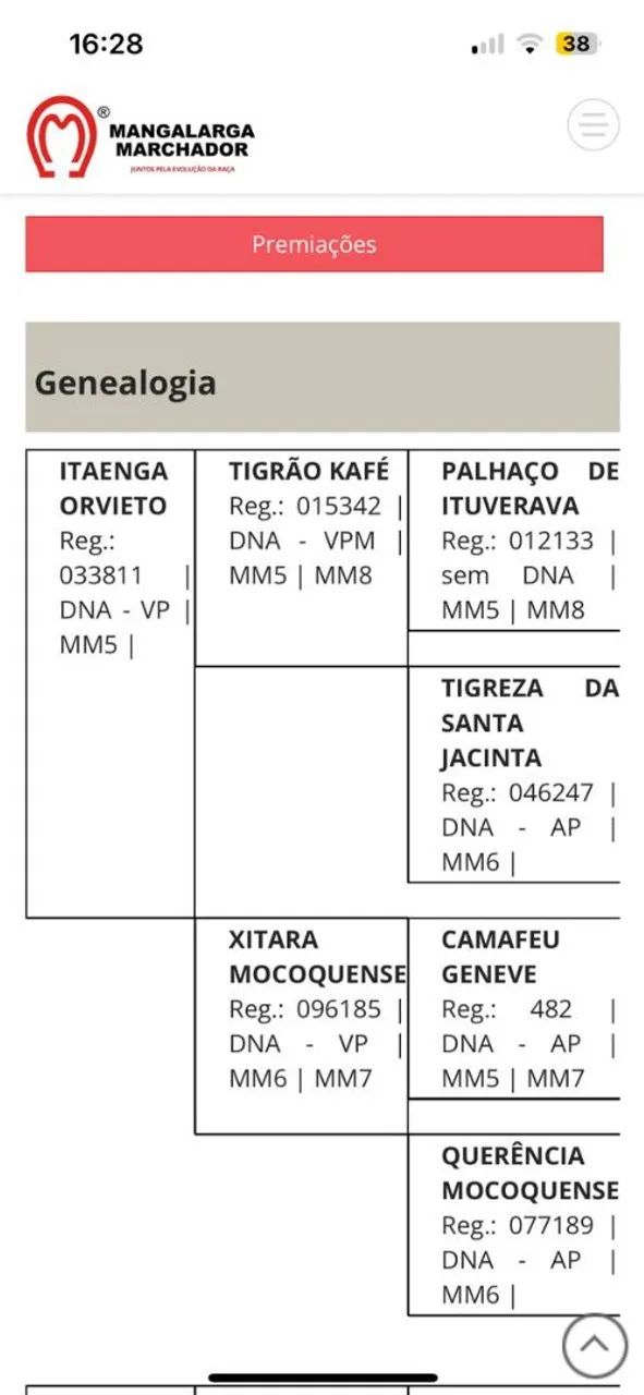 Égua Mangalarga Marchador  - Foto 3