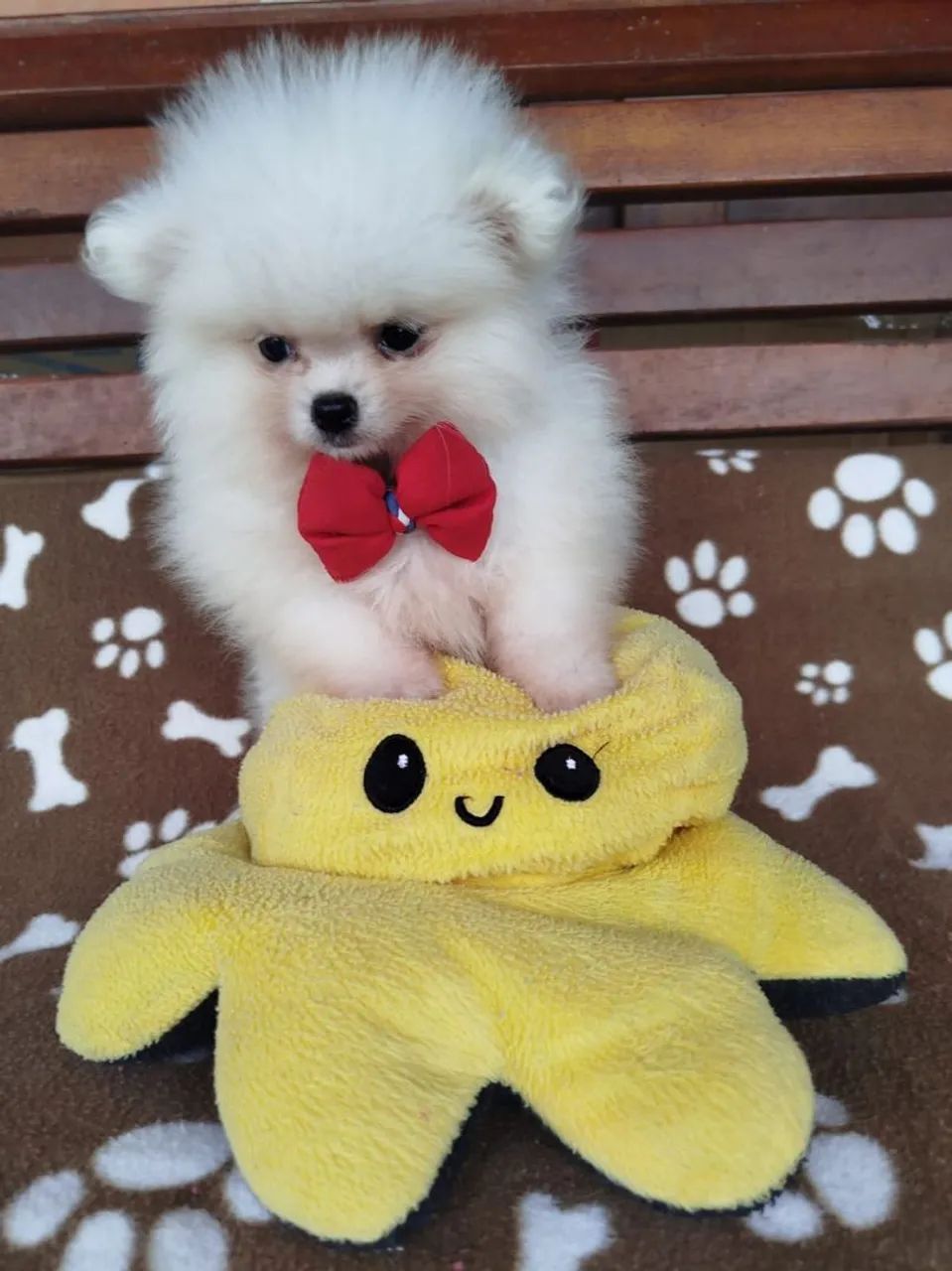 Spitz alemão vacinado e documentado 