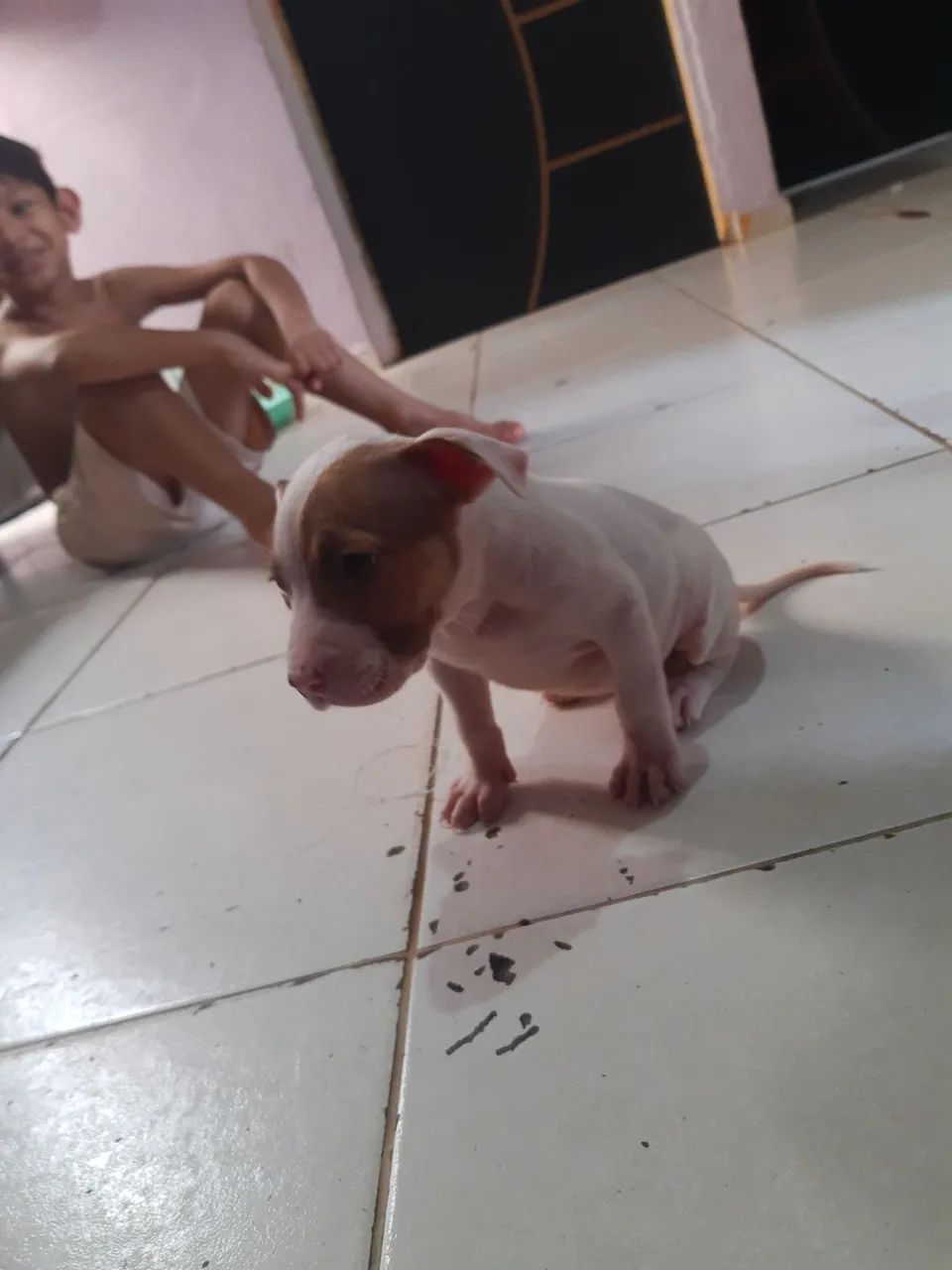 Pitbull original ! Trelilique - Foto 4