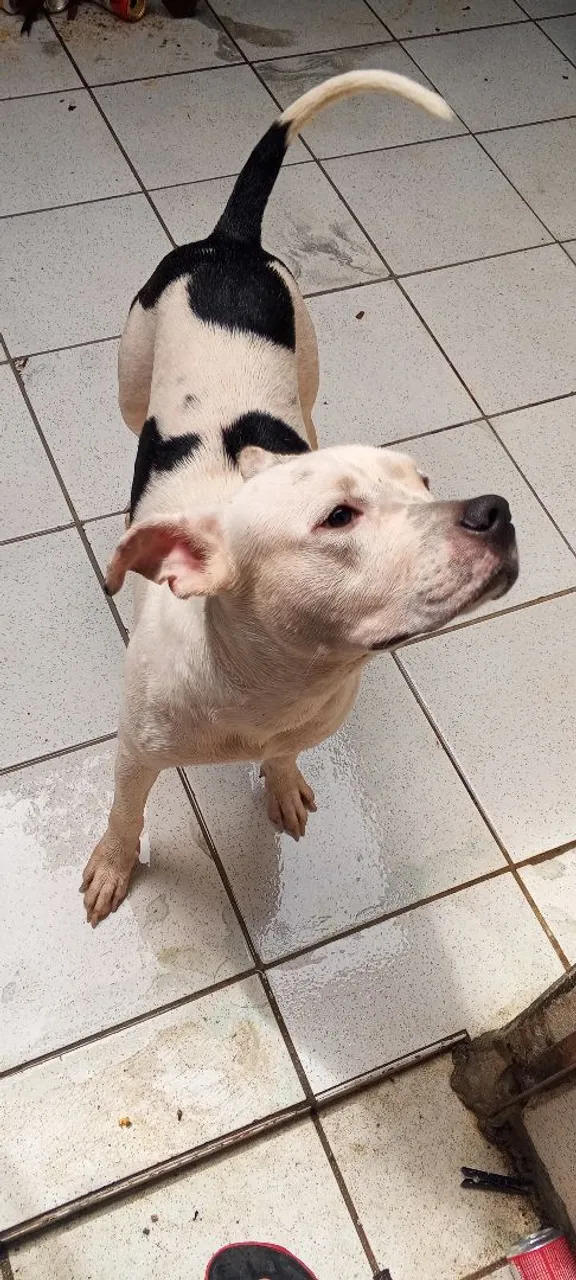 Pitbull super dócil  para adoção se dar com animais 