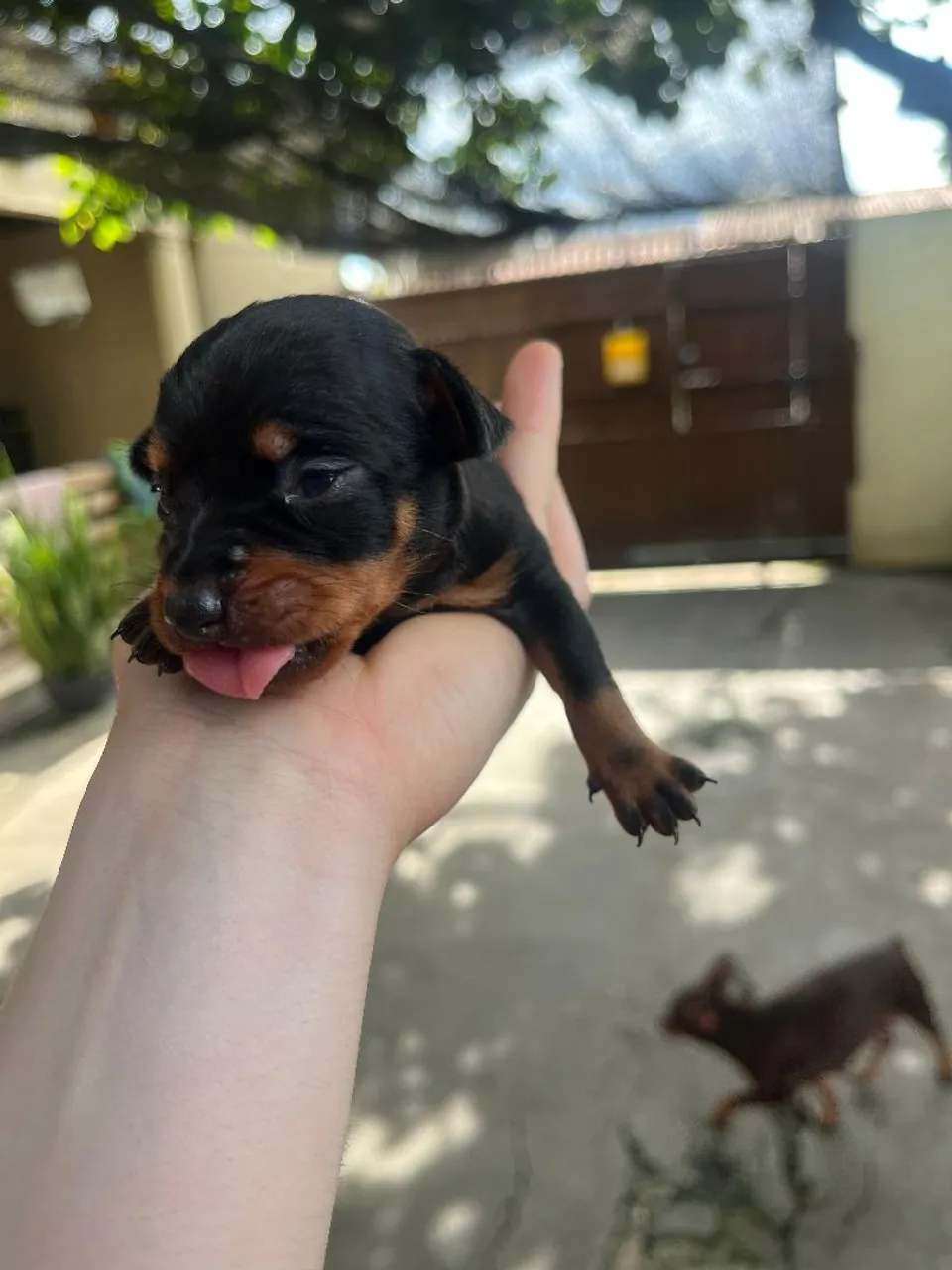 Filhote de Pinscher número 2
