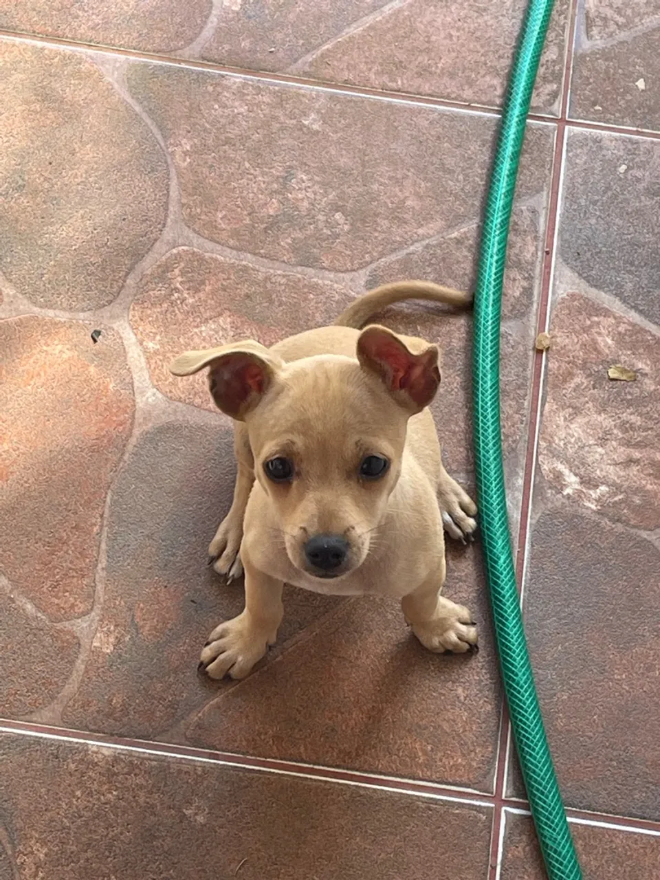 Filhote de Pinscher 01