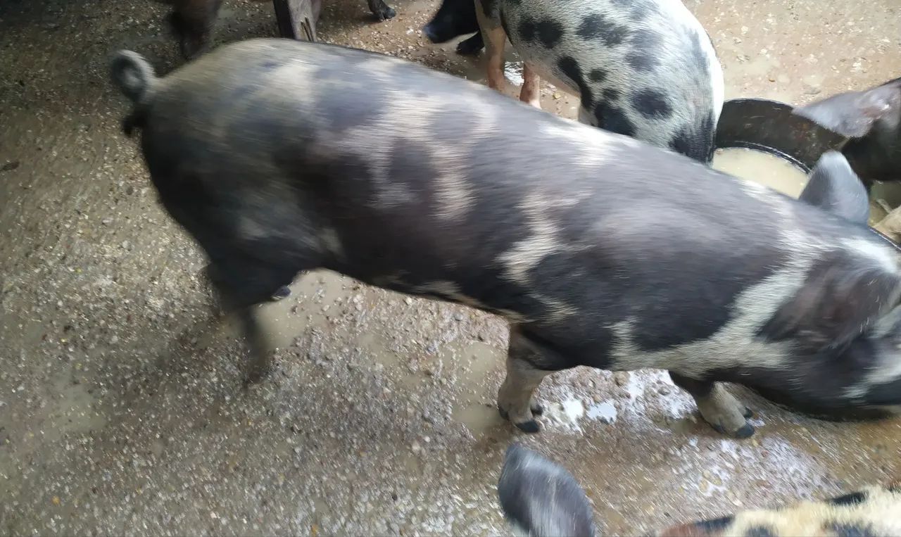 Porco inteiro grande.. novo  - Foto 5