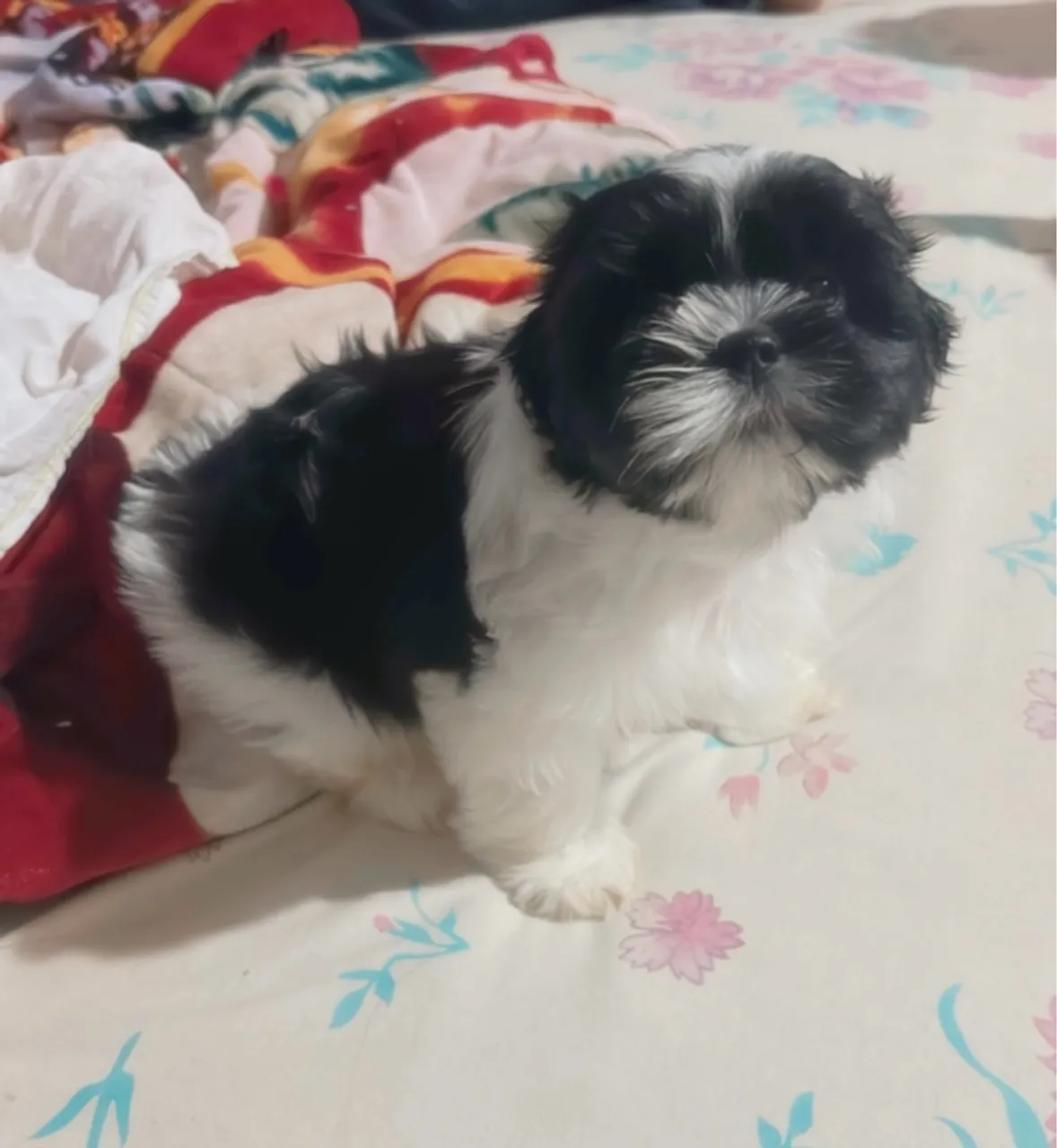 Filhote Shih Tzu - macho