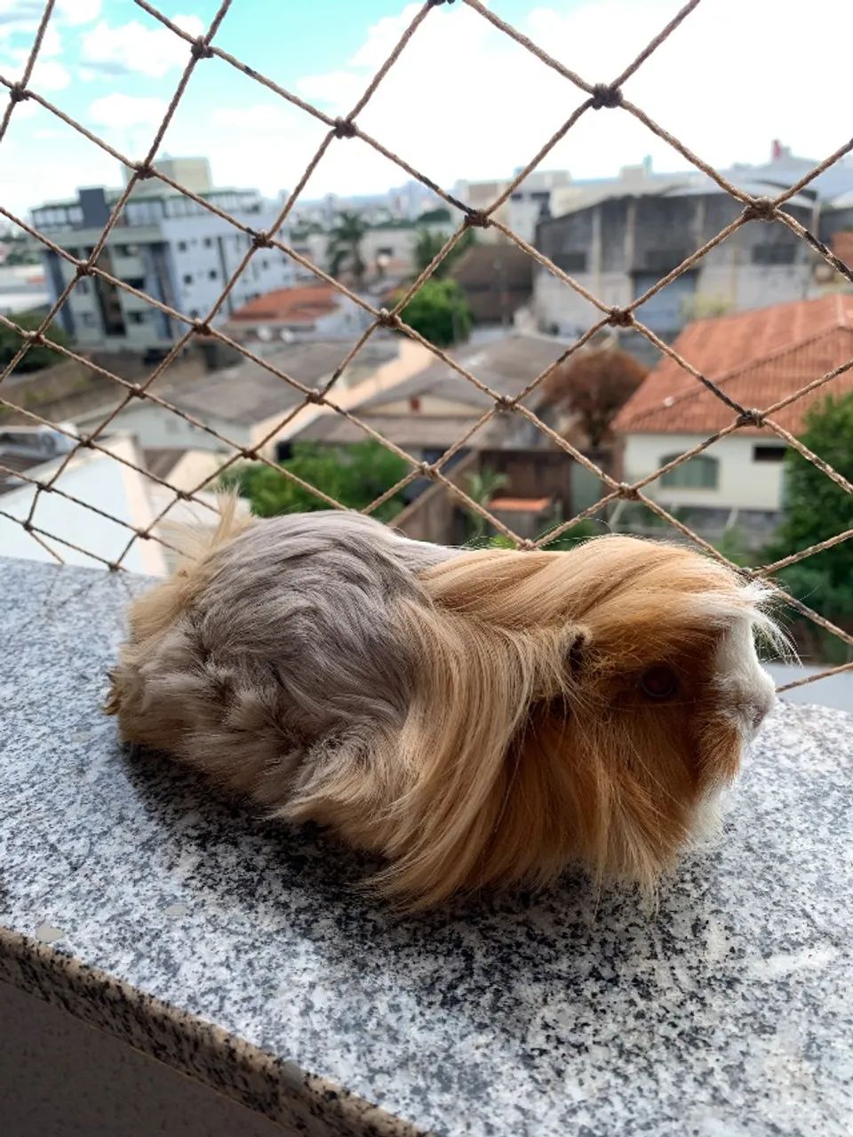 Porquinho da índia peruano peludo - Foto 3