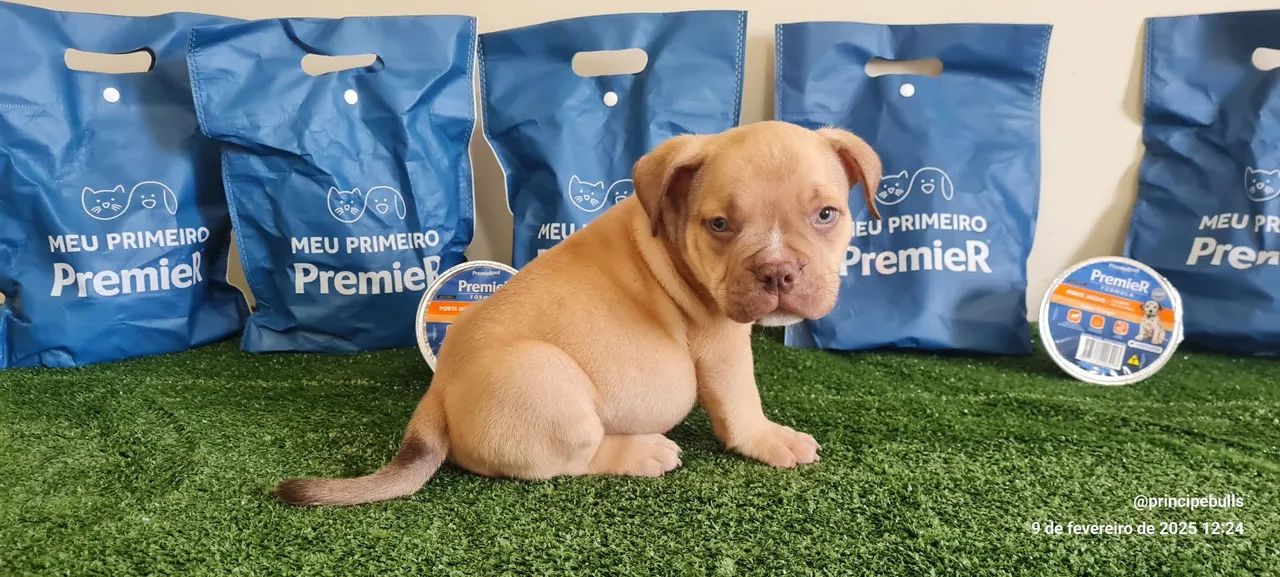 American Bully - filhotes - Foto 2