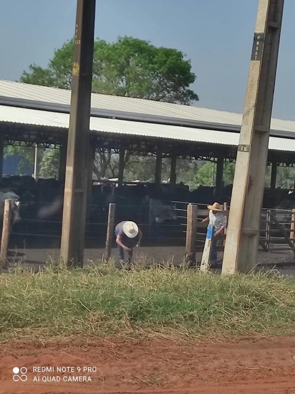 Arrenda confinamento para 800 cabeças - Foto 3