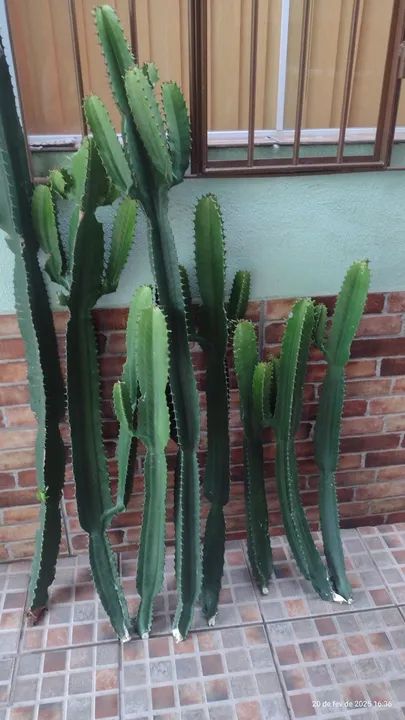 Vendo cactos ( leve 3 pague 2) ora pro nobis 