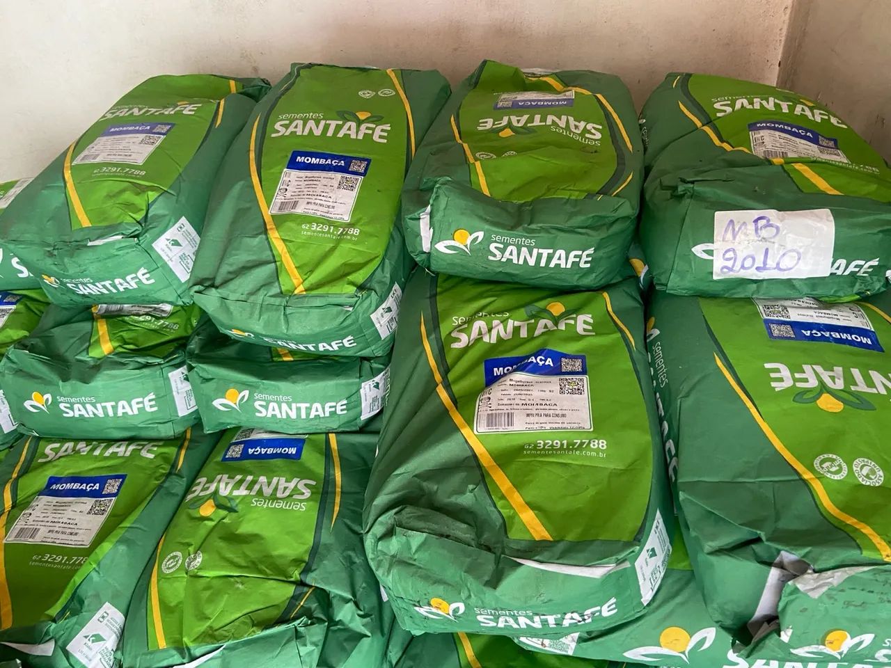 Semente de capim Mombaca  - Foto 3