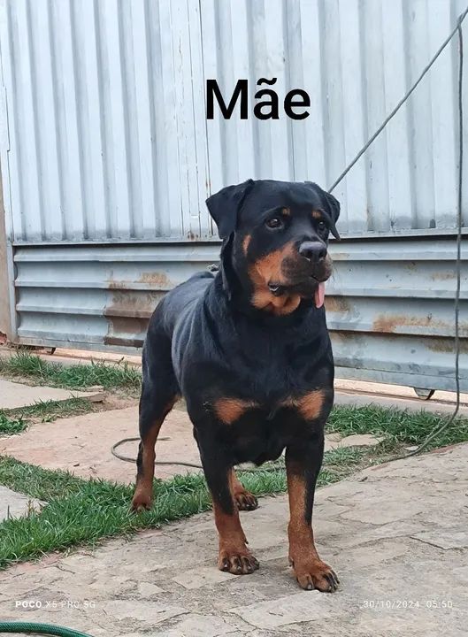 Filhote Rottweiler cabeça de touro