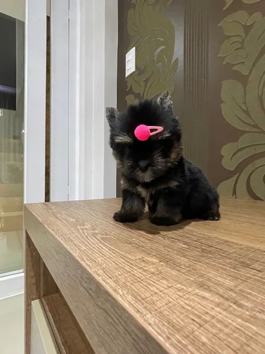 Yorkshire micro fêmea  - Foto 4