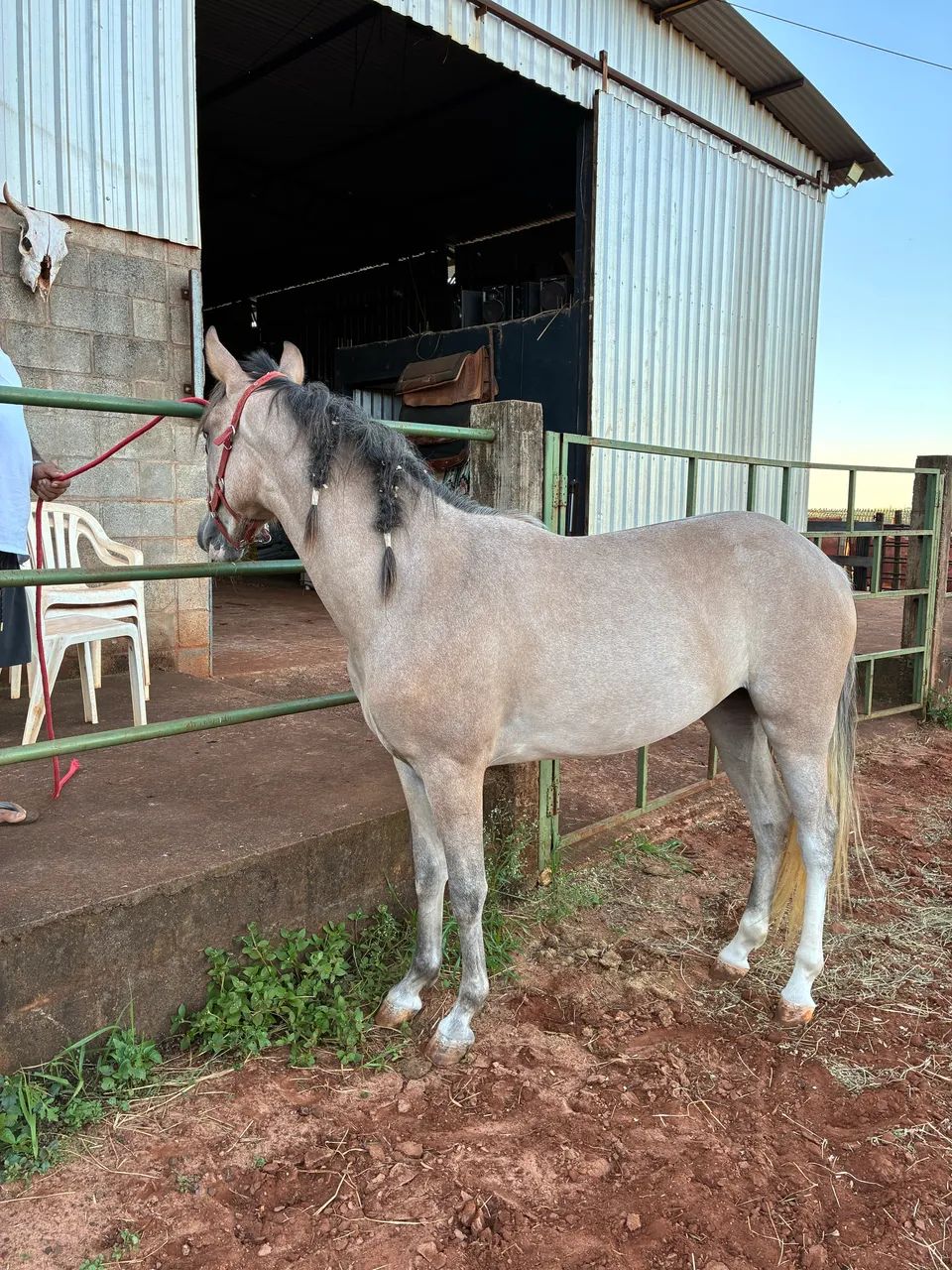 Égua Meio Sangue Paint Horse - Foto 4