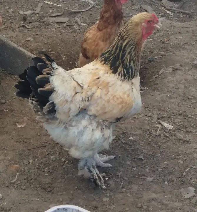 Galinha Brahma Gigante, galinha Isa Brow,galinha poedeira 
