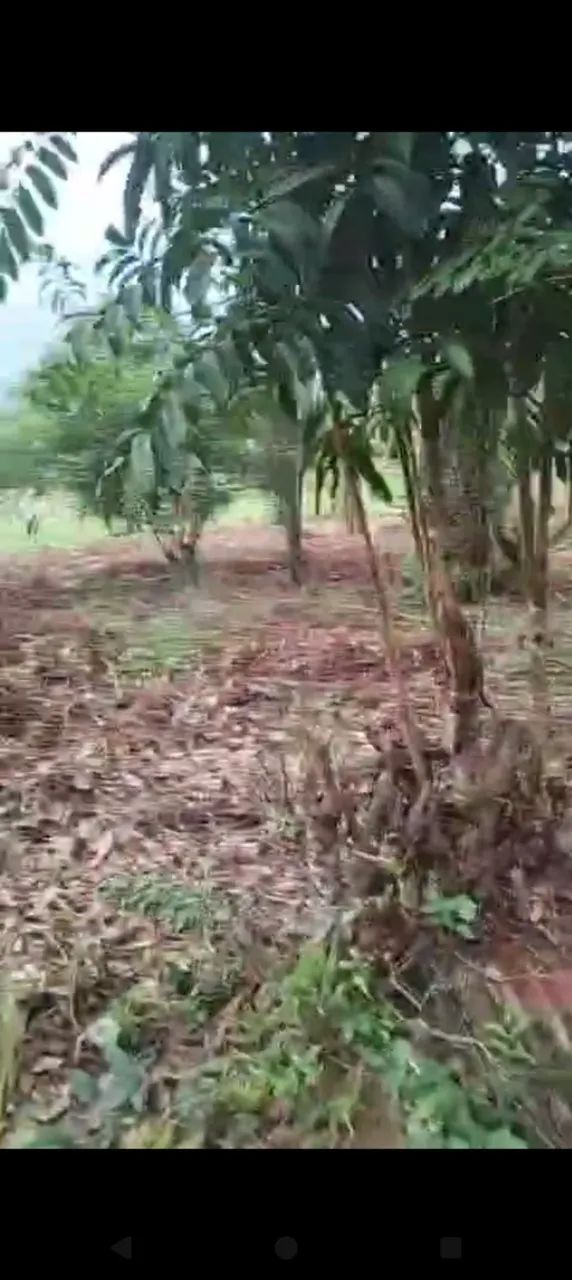 Ramal Jesus me Deu - Foto 3