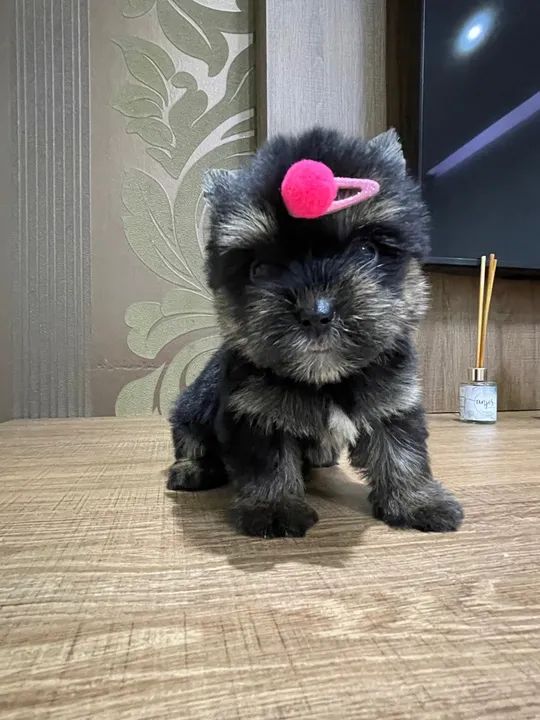 Yorkshire micro fêmea  - Foto 3