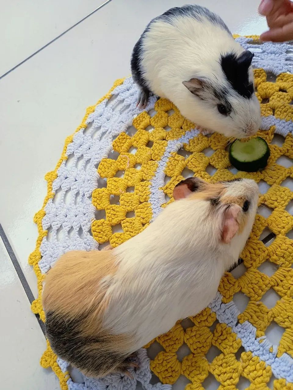 Casal de porquinho da índia 