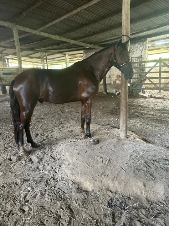 Cavalo Mangalarga Meio Sangue  - Foto 5