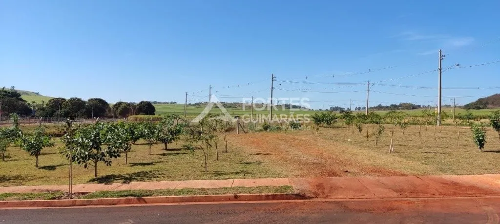 - Ribeirão Preto