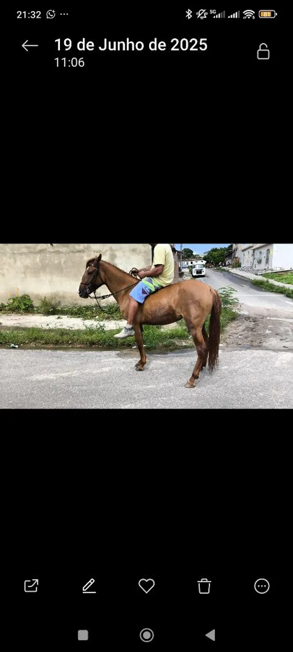 Cavalo para venda