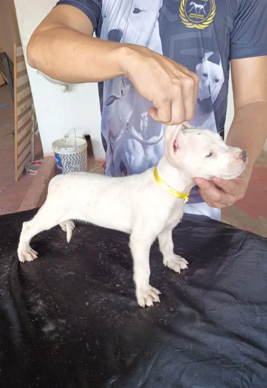 DOGO ARGENTINO
