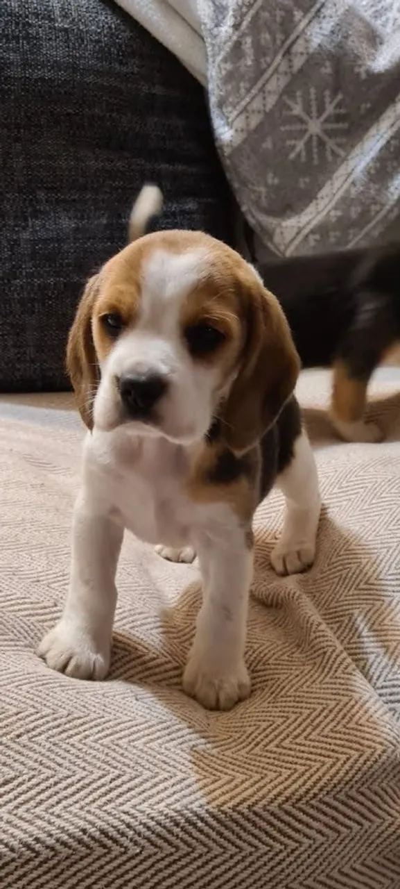 Filhotes de Beagle - Companheiros Fieis e Inteligentes!